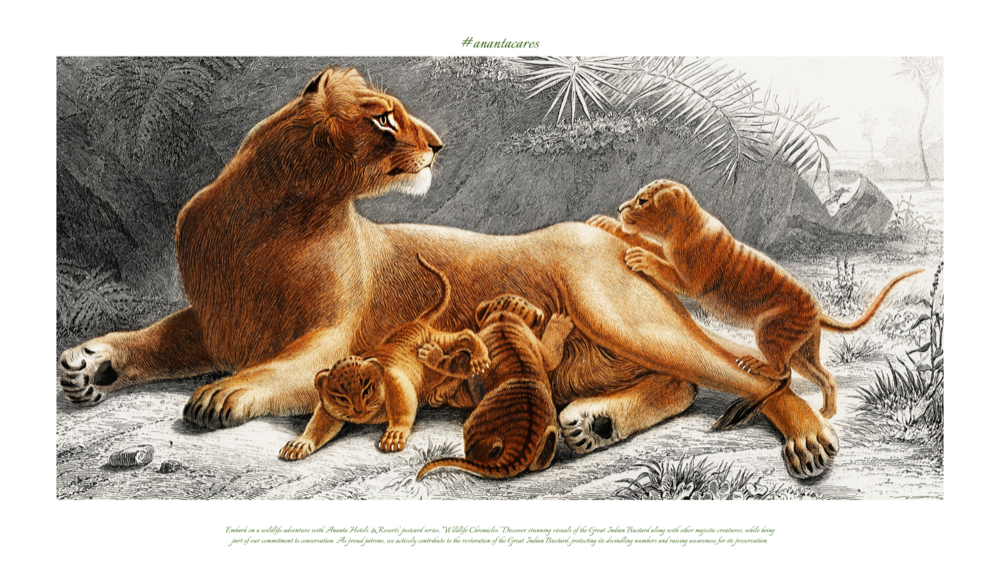Wildlife Postcards